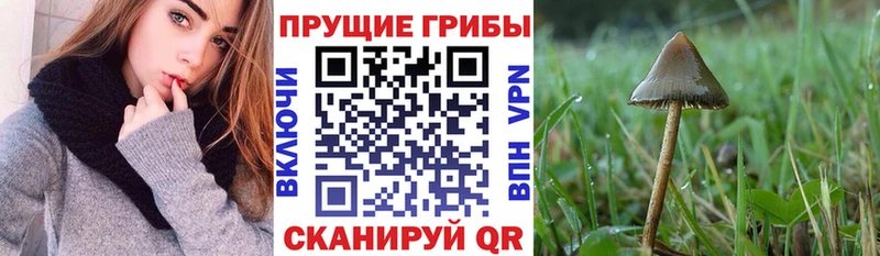 Псилоцибиновые грибы Psilocybe  магазин продажи   Горячеводский 
